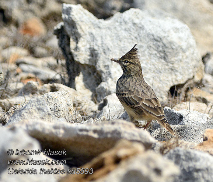 Lagerlärka Cotovia-montesina Galerida theklae