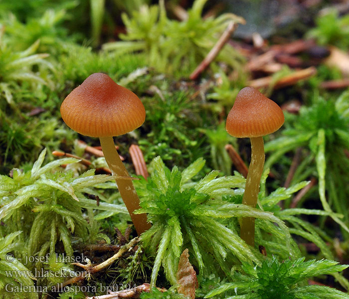 Galerina allospora Häubling Geelplaatmosklokje