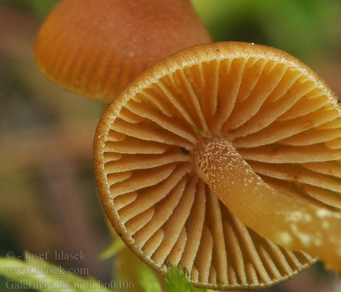 Peat Moss Bell Galerina allospora Häubling Geelplaatmosklokje