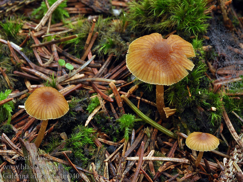 Häubling Geelplaatmosklokje Halonääpikkä Galérine spores lisses