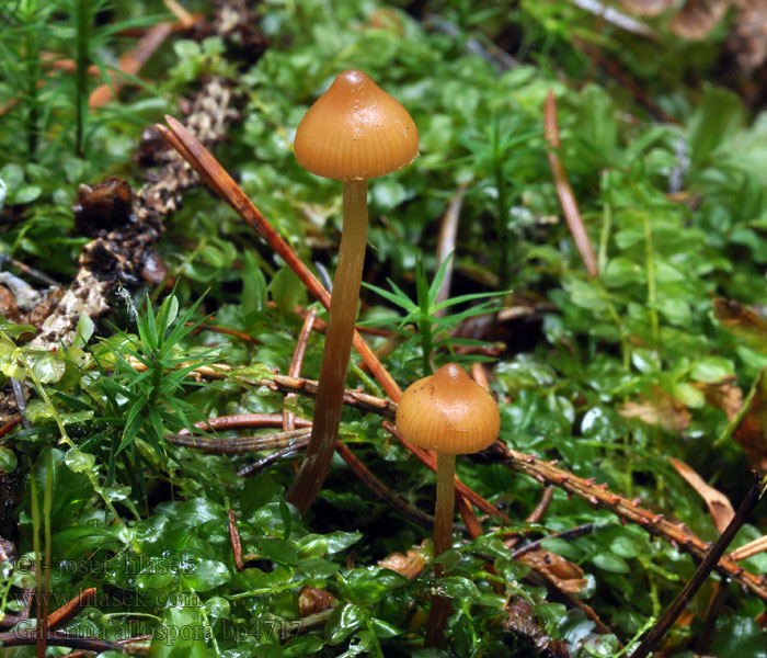 Galerina allospora