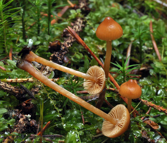 Galerina allospora