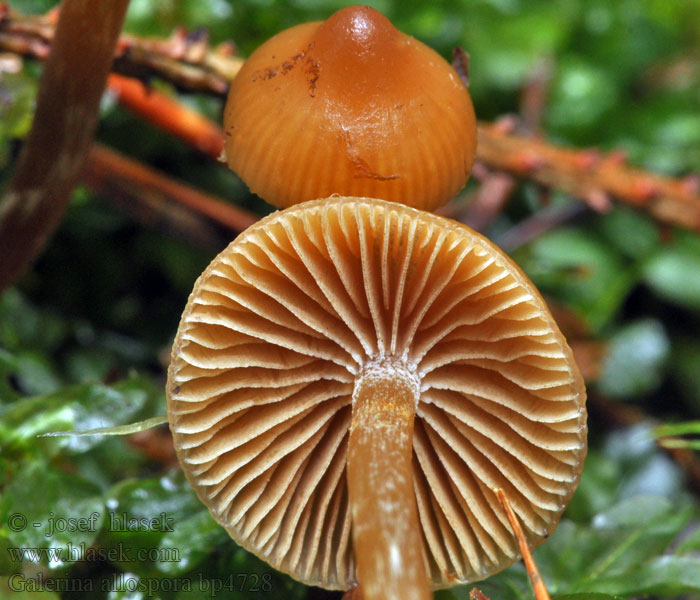 Galerina allospora