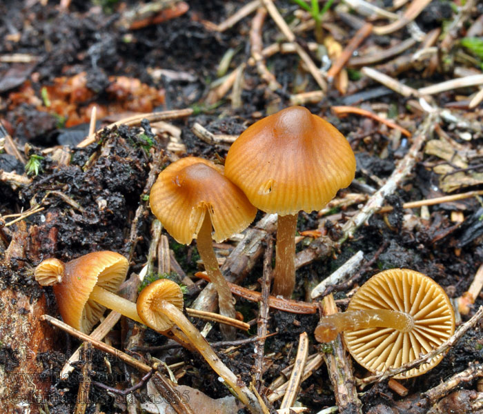 Häubling Galerina allospora