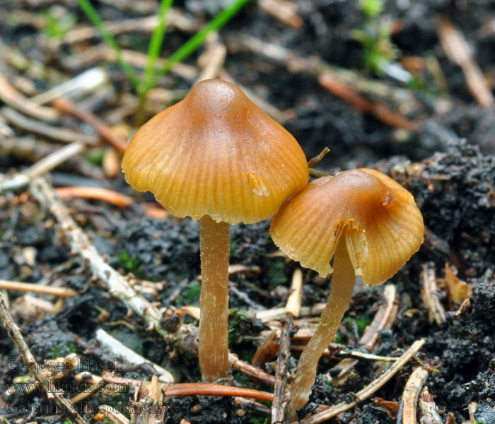 Geelplaatmosklokje Galerina allospora