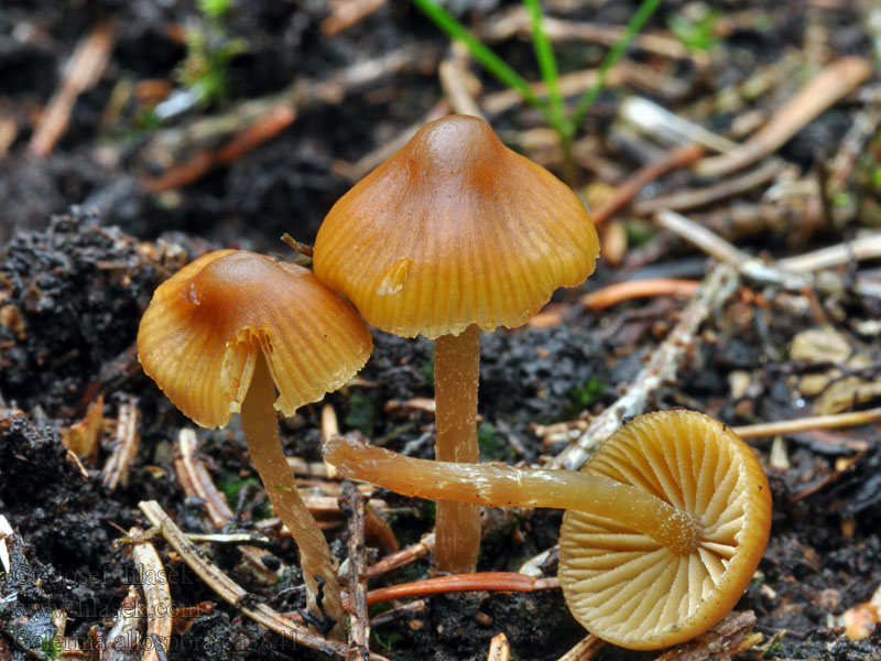 Halonääpikkä Galerina allospora