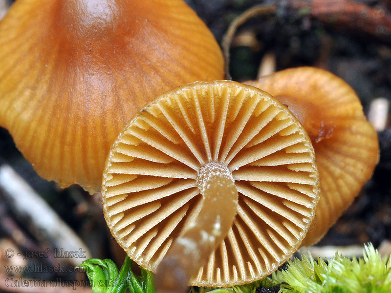 Galérine spores lisses Galerina allospora