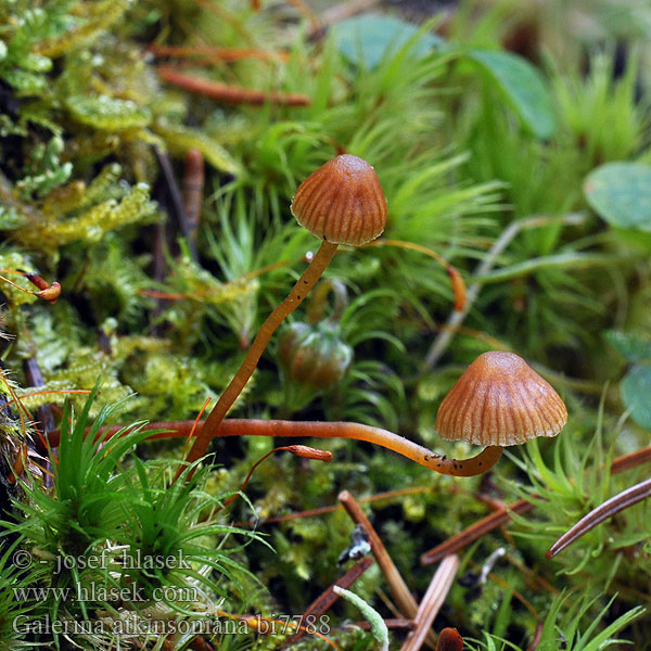 Galerina atkinsoniana Čepičatka Atkinsonova Kangasnääpikkä Barnsteenmosklokje Atkinsons Häubling Dunklokkehatt Галерина Аткинсона