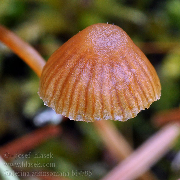 Galerina atkinsoniana bi7795