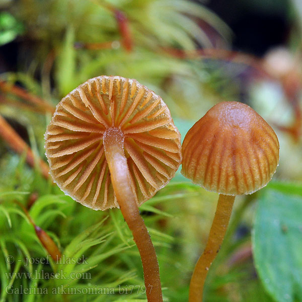 Галерина Аткинсона Galerina atkinsoniana Čepičatka Atkinsonova Kangasnääpikkä Barnsteenmosklokje Atkinsons Häubling Dunklokkehatt