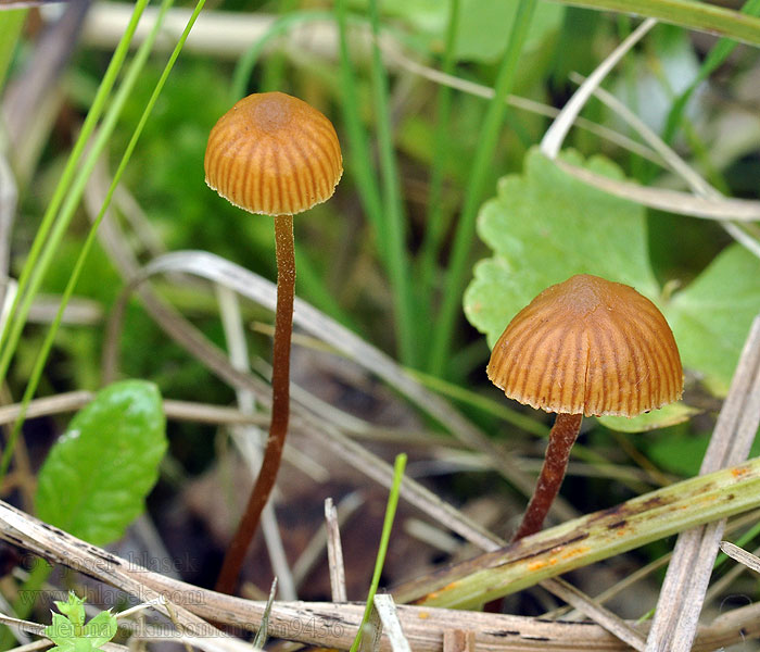 Galerina atkinsoniana