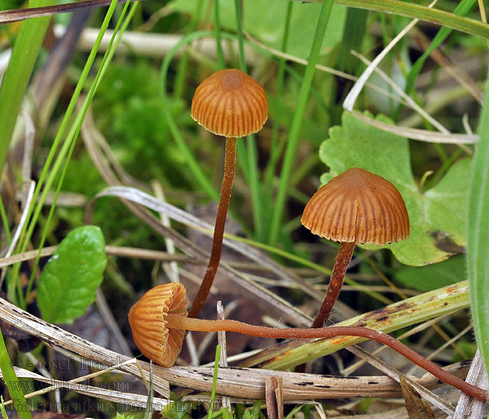 Atkinsons Häubling Galerina atkinsoniana