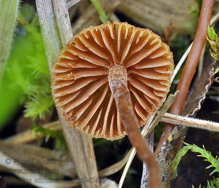 Čepičatka Atkinsonova Galerina atkinsoniana