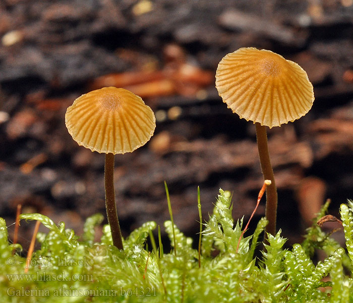 Galerina atkinsoniana Галерина Аткинсона Čepičatka Atkinsonova Kangasnääpikkä Barnsteenmosklokje Atkinsons Häubling Dunklokkehatt