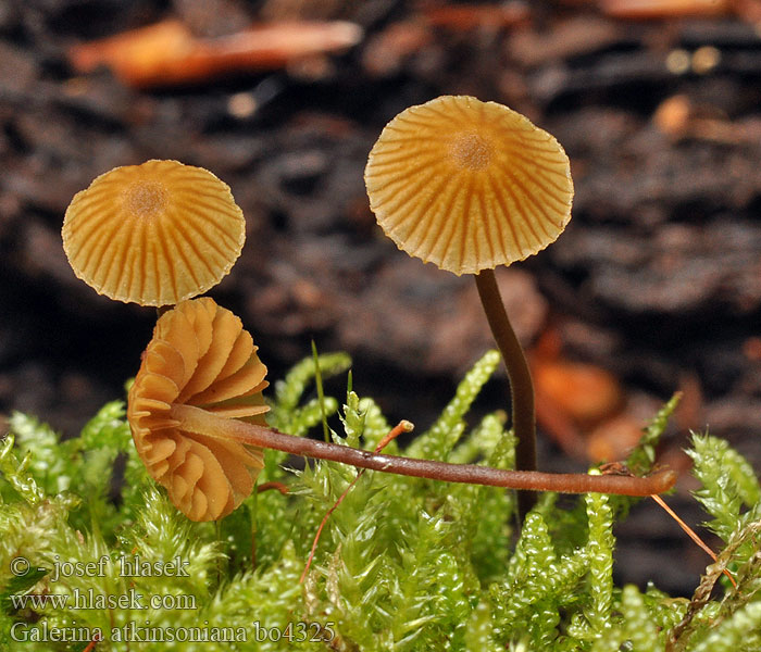 Galerina atkinsoniana Čepičatka Atkinsonova Kangasnääpikkä Barnsteenmosklokje Atkinsons Häubling Dunklokkehatt