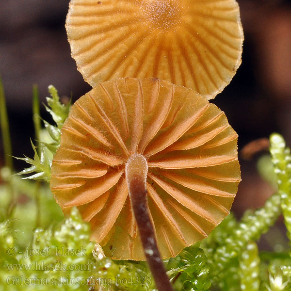 Galerina atkinsoniana bo4328