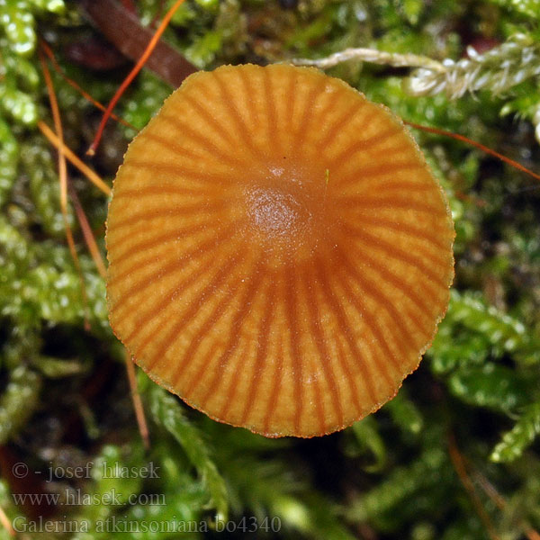 Galerina atkinsoniana Kangasnääpikkä Barnsteenmosklokje Atkinsons Häubling Dunklokkehatt