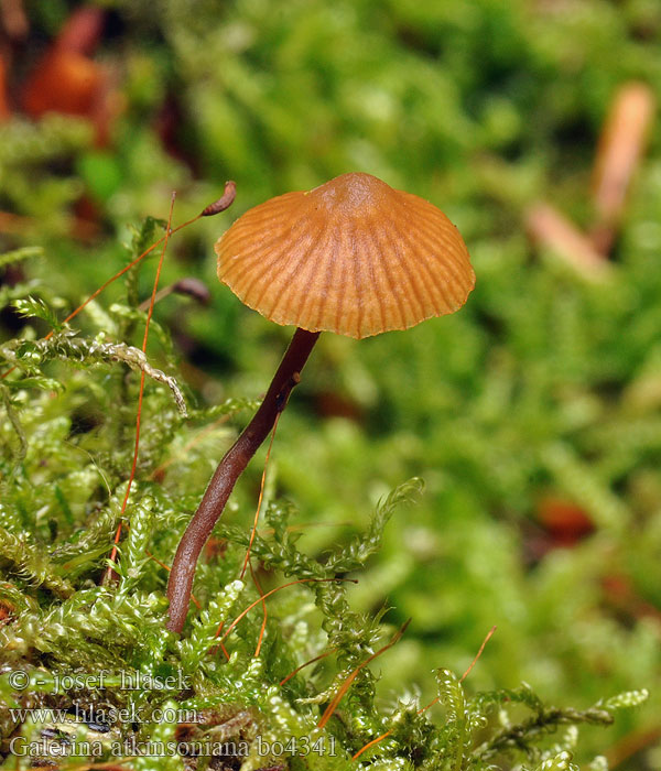 Galerina atkinsoniana Barnsteenmosklokje Atkinsons Häubling Dunklokkehatt