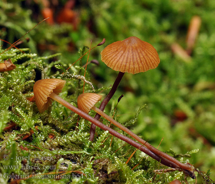 Galerina atkinsoniana Barnsteenmosklokje Atkinsons Häubling Dunklokkehatt