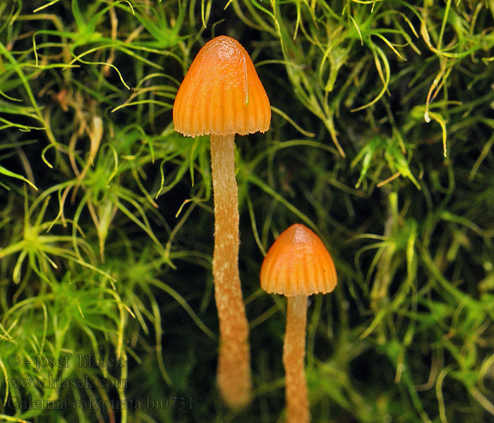 Galerina calyptrata Kalyptratsporiger Moos-Häubling Oranje mosklokje