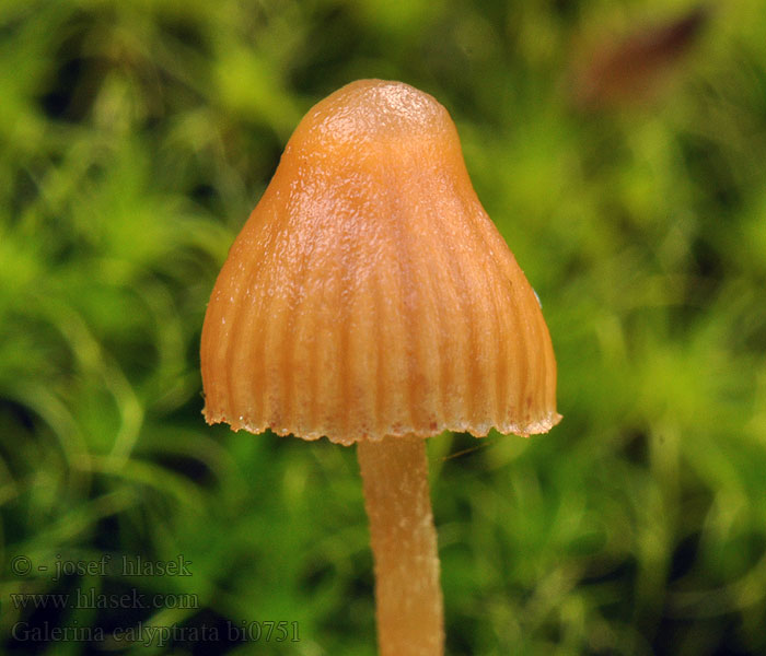 Čepičatka čepičatá Galerina calyptrata