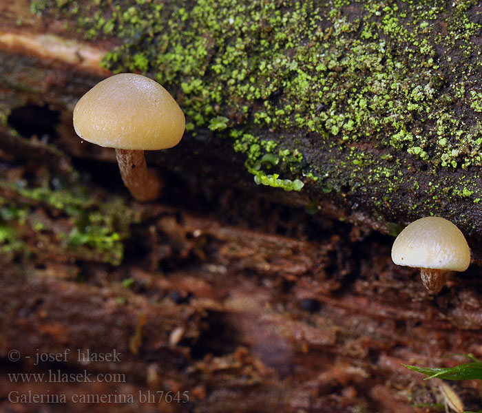 Galerina camerina Naucoria pseudobadipes Čepičatka jehličnatá Blekfotad hätting Kupunääpikkä Dennemosklokje Hełmówka torfowcolubna Галерина выпуклошляпковая Sommarvedhätting