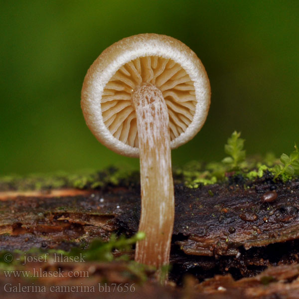 Dennemosklokje Hełmówka torfowcolubna Галерина выпуклошляпковая Sommarvedhätting Galerina camerina Naucoria pseudobadipes Čepičatka jehličnatá Blekfotad hätting Kupunääpikkä