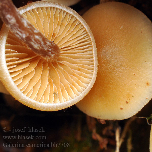 Галерина выпуклошляпковая Sommarvedhätting Galerina camerina Naucoria pseudobadipes Čepičatka jehličnatá Blekfotad hätting Kupunääpikkä Dennemosklokje Hełmówka torfowcolubna