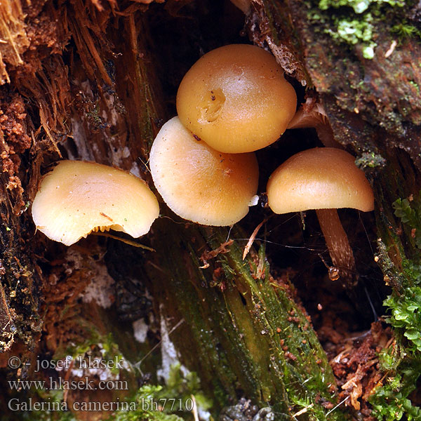 Galerina camerina bh7710