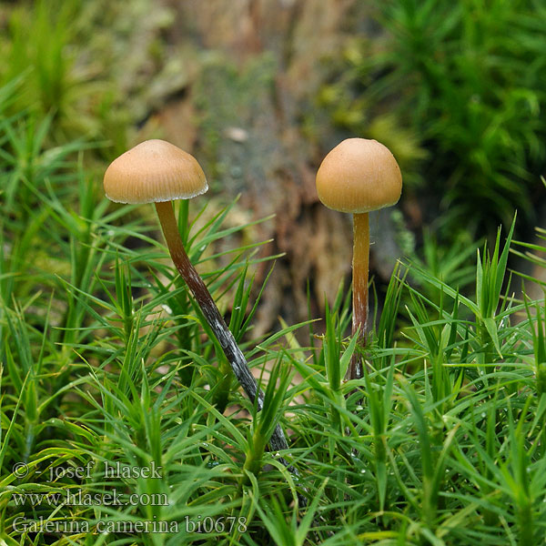 Blekfotad hätting Kupunääpikkä Dennemosklokje Hełmówka torfowcolubna Галерина выпуклошляпковая Sommarvedhätting Galerina camerina Naucoria pseudobadipes Čepičatka jehličnatá