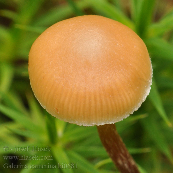 Kupunääpikkä Dennemosklokje Hełmówka torfowcolubna Галерина выпуклошляпковая Sommarvedhätting Galerina camerina Naucoria pseudobadipes Čepičatka jehličnatá Blekfotad hätting