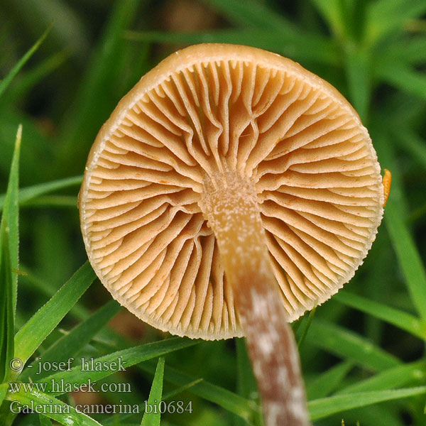 Hełmówka torfowcolubna Галерина выпуклошляпковая Sommarvedhätting Galerina camerina Naucoria pseudobadipes Čepičatka jehličnatá Blekfotad hätting Kupunääpikkä Dennemosklokje