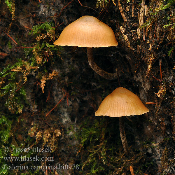 Sommarvedhätting Galerina camerina Naucoria pseudobadipes Čepičatka jehličnatá Blekfotad hätting Kupunääpikkä Dennemosklokje Hełmówka torfowcolubna Галерина выпуклошляпковая