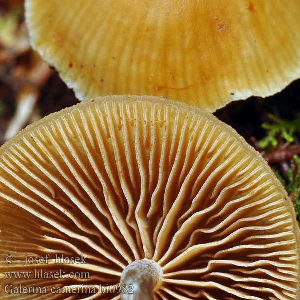 Galerina camerina Naucoria pseudobadipes Hełmówka torfowcolubna Галерина выпуклошляпковая Sommarvedhätting Čepičatka jehličnatá Blekfotad hätting Kupunääpikkä Dennemosklokje