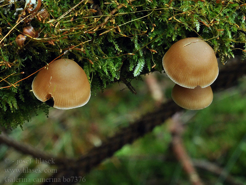 Naucoria camerina Galerina pseudobadipes Hełmówka torfowcolubna Галерина выпуклошляпковая Sommarvedhätting Čepičatka jehličnatá Blekfotad hätting Kupunääpikkä Dennemosklokje