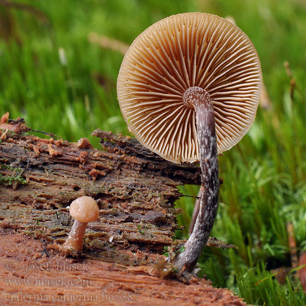 Галерина выпуклошляпковая Sommarvedhätting Čepičatka jehličnatá Blekfotad hätting Kupunääpikkä Dennemosklokje Naucoria camerina Galerina pseudobadipes Hełmówka torfowcolubna