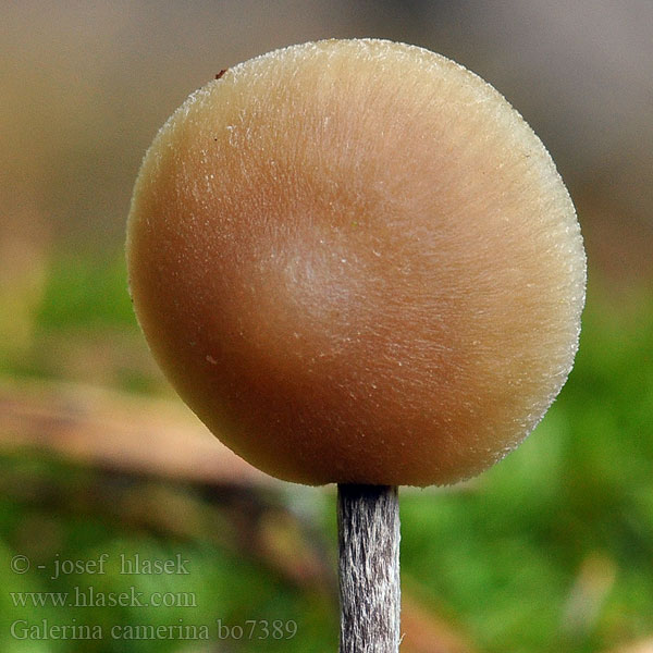 Sommarvedhätting Čepičatka jehličnatá Blekfotad hätting Kupunääpikkä Dennemosklokje Naucoria camerina Galerina pseudobadipes Hełmówka torfowcolubna Галерина выпуклошляпковая