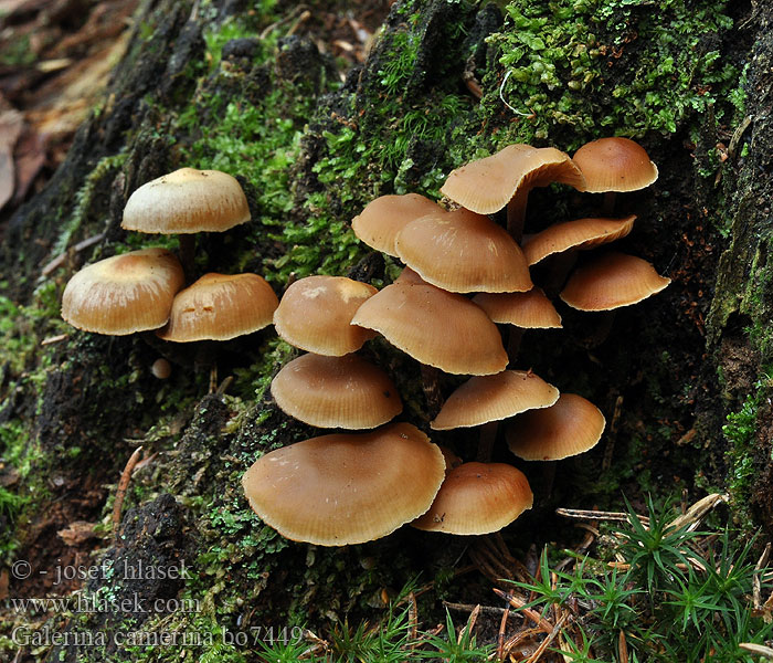 Čepičatka jehličnatá Blekfotad hätting Kupunääpikkä Dennemosklokje Naucoria camerina Galerina pseudobadipes Hełmówka torfowcolubna Галерина выпуклошляпковая Sommarvedhätting