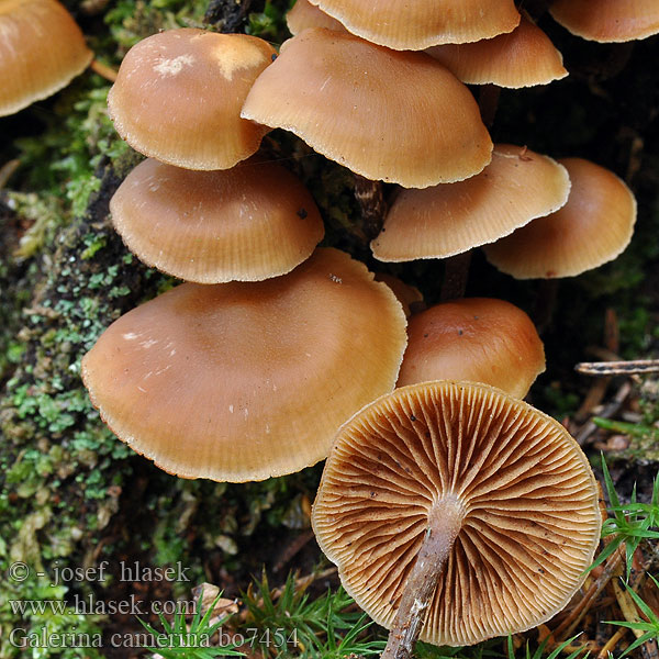 Čepičatka jehličnatá Naucoria camerina Galerina pseudobadipes Blekfotad hätting Kupunääpikkä Dennemosklokje Hełmówka torfowcolubna Галерина выпуклошляпковая Sommarvedhätting