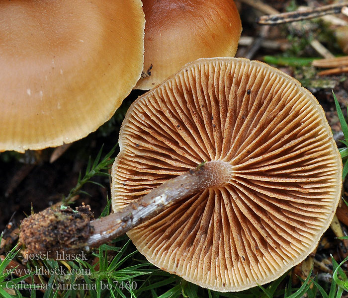 Blekfotad hätting Čepičatka jehličnatá Naucoria camerina Galerina pseudobadipes Kupunääpikkä Dennemosklokje Hełmówka torfowcolubna Галерина выпуклошляпковая Sommarvedhätting