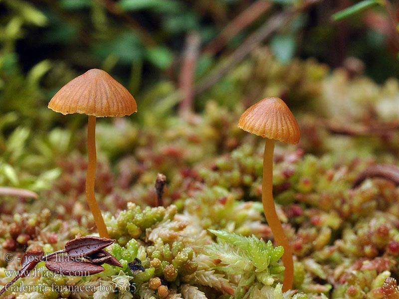 Galerina farinacea Mehl-Häubling Melig mosklokje