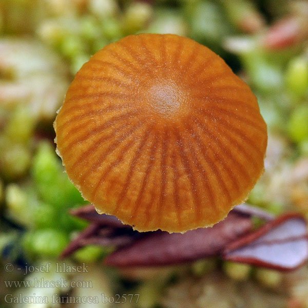 Mehl-Häubling Galerina farinacea Melig mosklokje