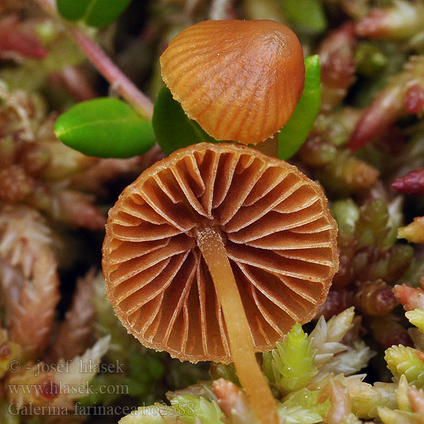 Melig mosklokje Mehl-Häubling Galerina farinacea