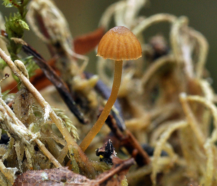 Galerina farinacea