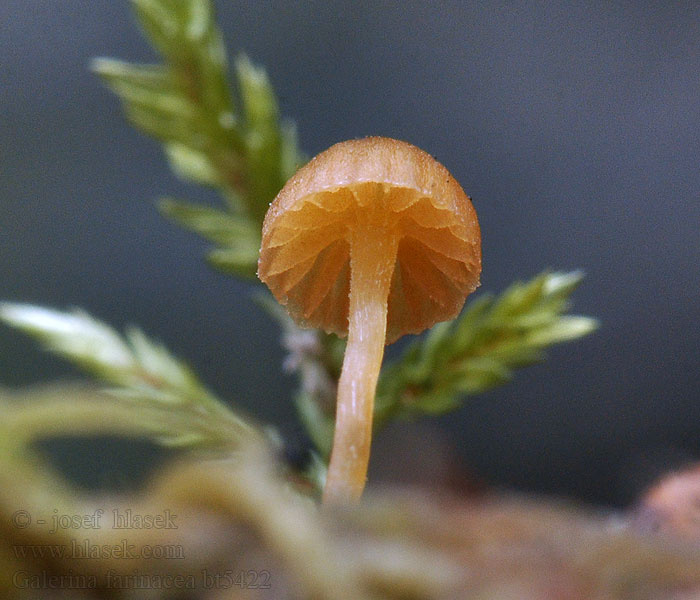 Galerina farinacea