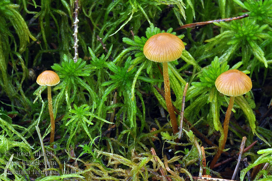 Galerina farinacea