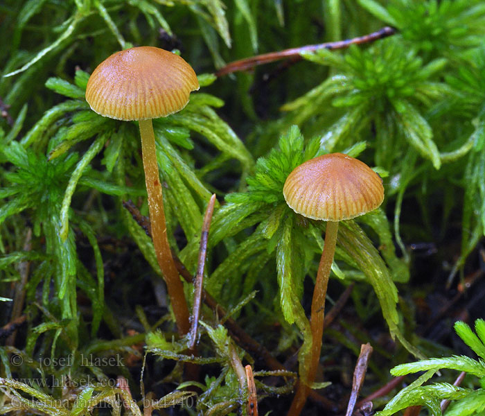 Galerina farinacea Mehl-Häubling