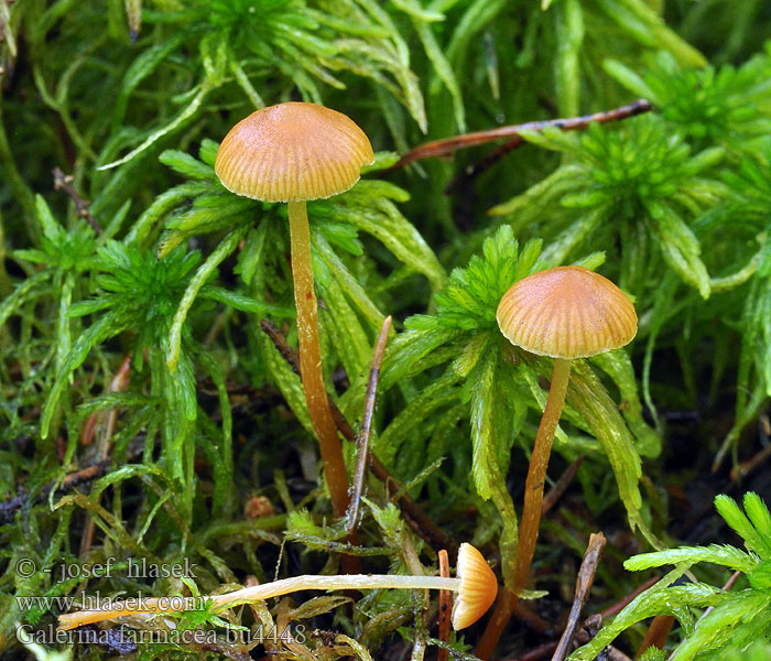 Galerina farinacea Melig mosklokje