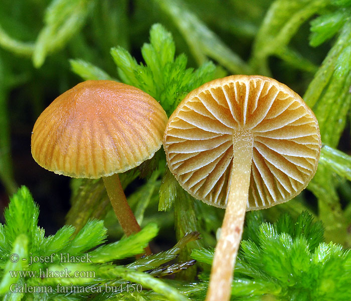 Mehl-Häubling Galerina farinacea