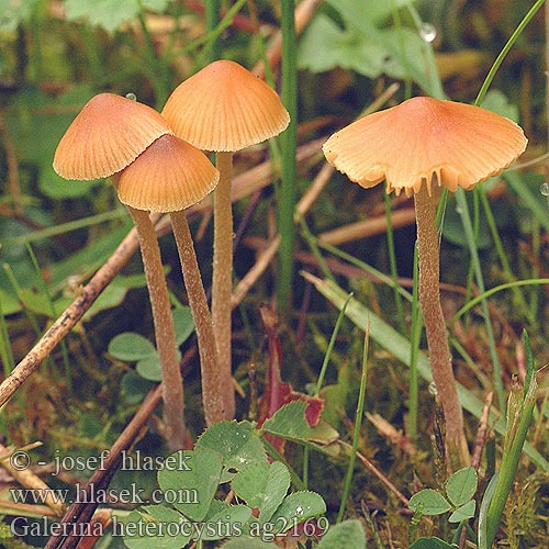 Galerina heterocystis clavata Čepičatka kyjovitá